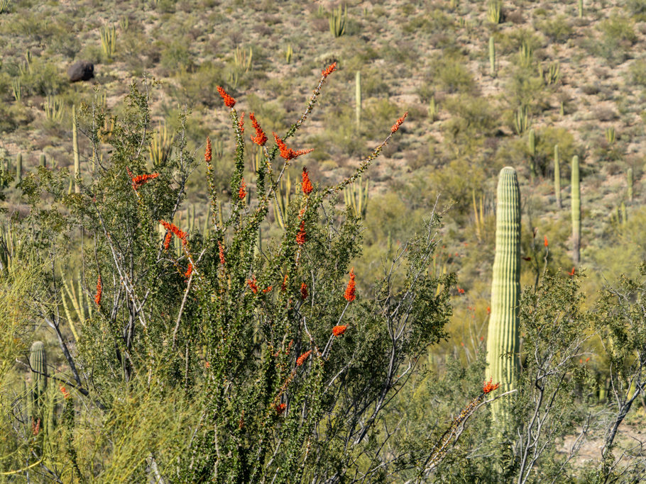 Blühender Ocotillo - Fouquieria splendens
