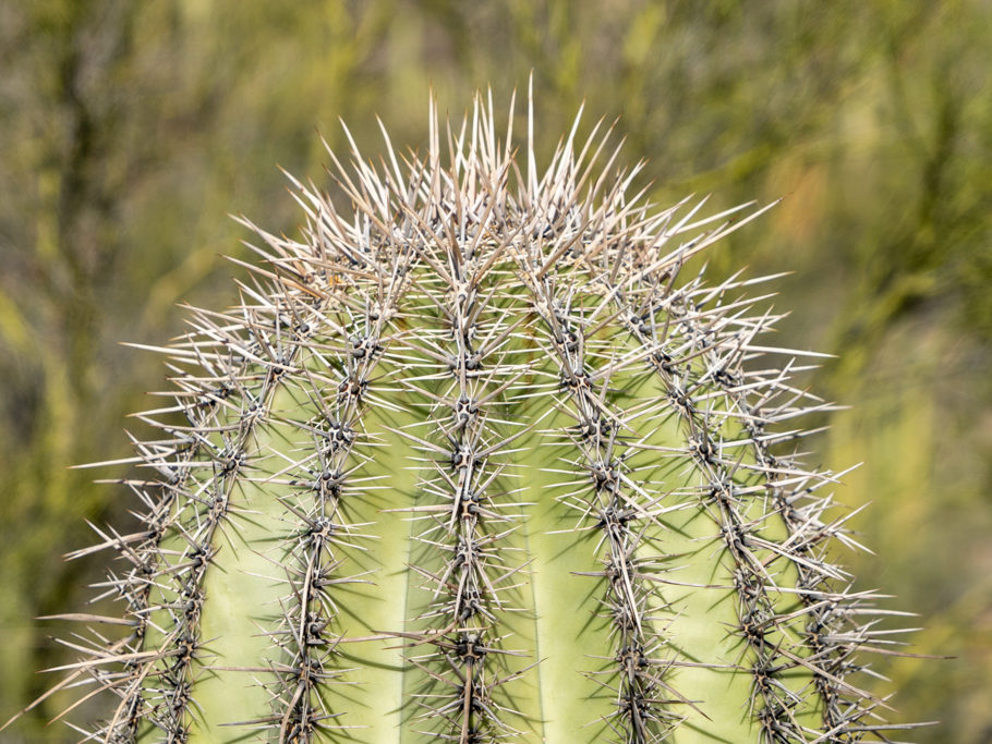 Kaktus-Nahaufnahme, Organ Pipe Cactus National Monument