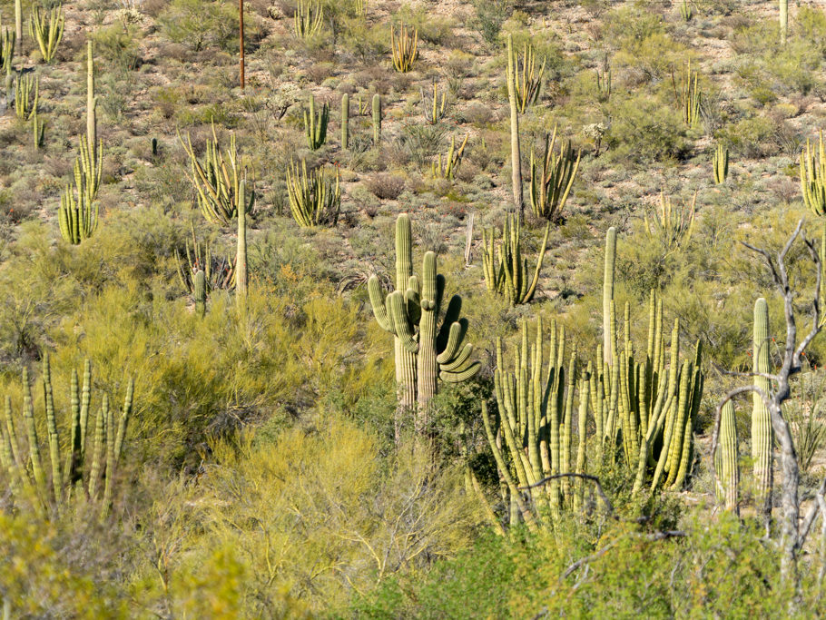 Organ Pipe Cactus National Monument, Arizona