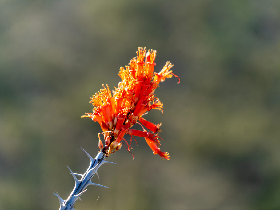 Blüte eines Ocotillos - Fouquieria splendens