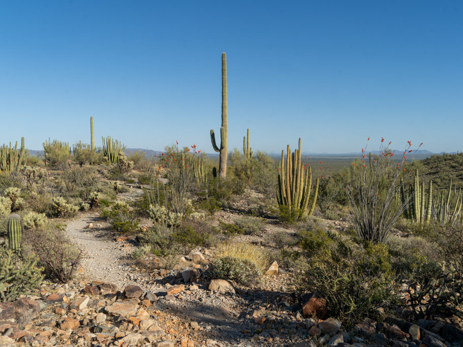 Riesige Vielfalt an Kakteen im Organ Pipe Cactus National Monument, Arizona