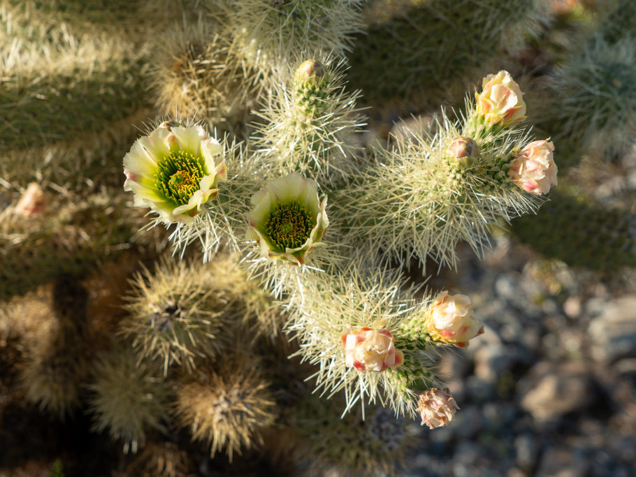 Teddybear Cholla - Cylindropuntia bigelovii, Organ Pipe Cactus National Monument