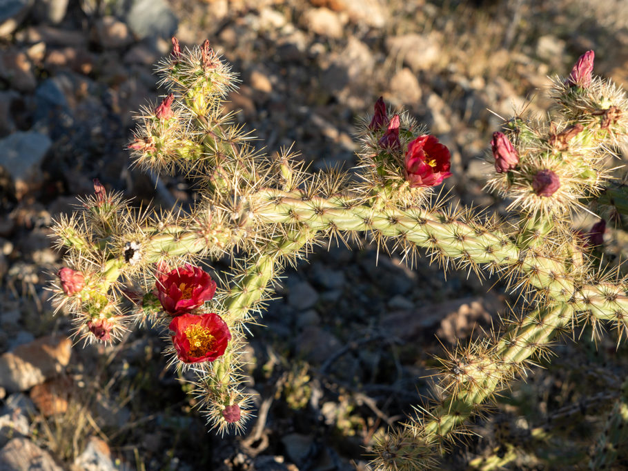Rot blühende Cylindropuntia-Art, Organ Pipe Cactus National Monument