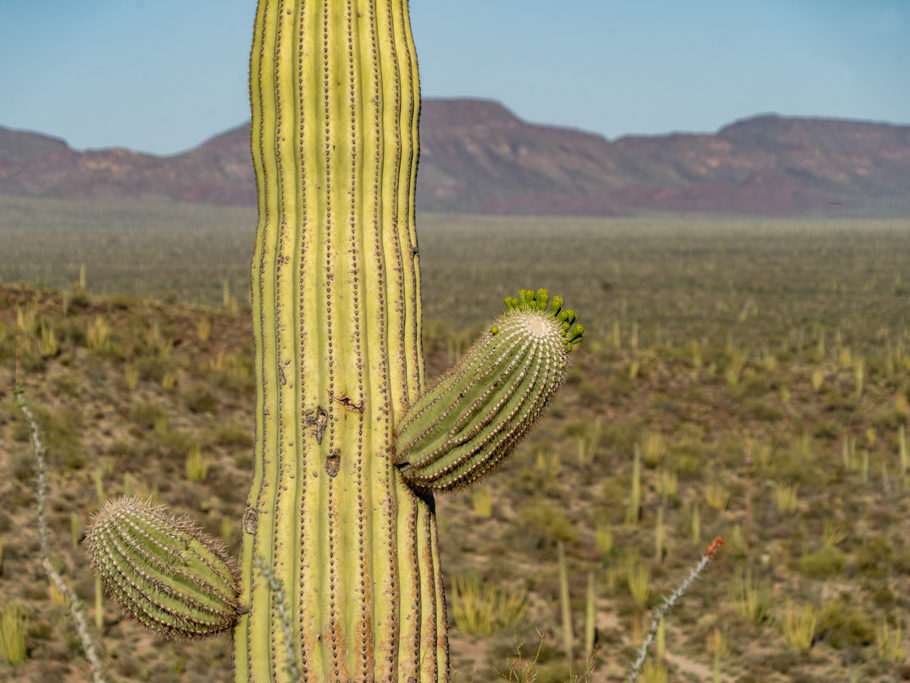 Noch kleine, unreife Früchte eines Saguaro-Kaktus im Organ Pipe Cactus National Monument, Arizona