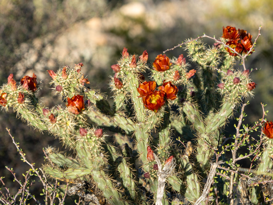 Rot blühende Cylindropuntia-Art, Organ Pipe Cactus National Monument
