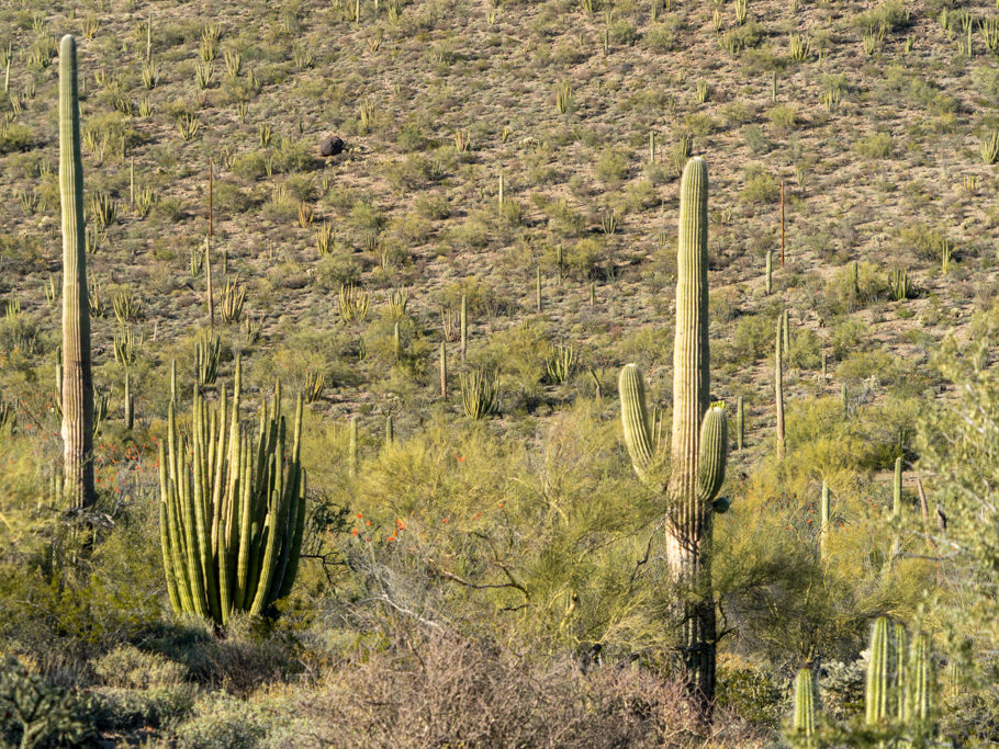 Organ Pipe Cactus National Monument, Arizona: Saguaros und Orgelpfeifenkakteen