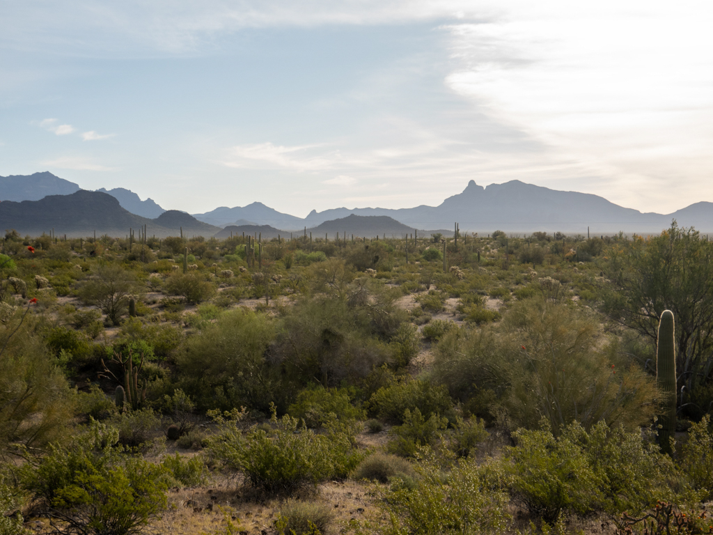 Morgenstimmung im Organ Pipe Cactus National Monument, Arizona