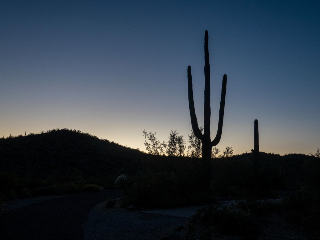 Abendstimmung mit einer Saguaro-Silhouette im Organ Pipe Cactus National Monument, Arizona