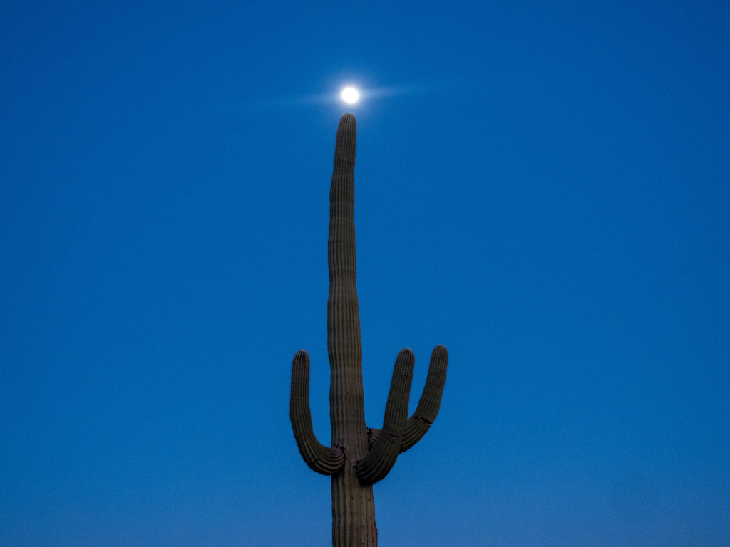 Saguaro-Kaktus und Vollmond im Organ Pipe Cactus National Monument, Arizona