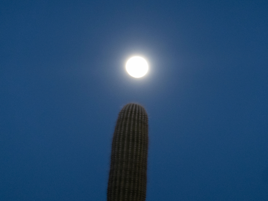 Saguaro-Kaktus und Vollmond im Organ Pipe Cactus National Monument, Arizona