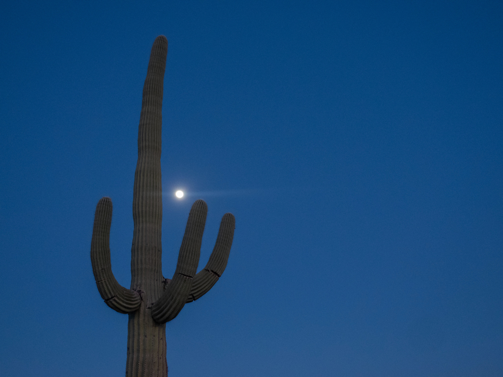 Saguaro-Kaktus und Vollmond im Organ Pipe Cactus National Monument, Arizona