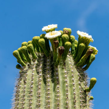 Organ Pipe Cactus National Monument, Sonora-Wüste, Arizona
