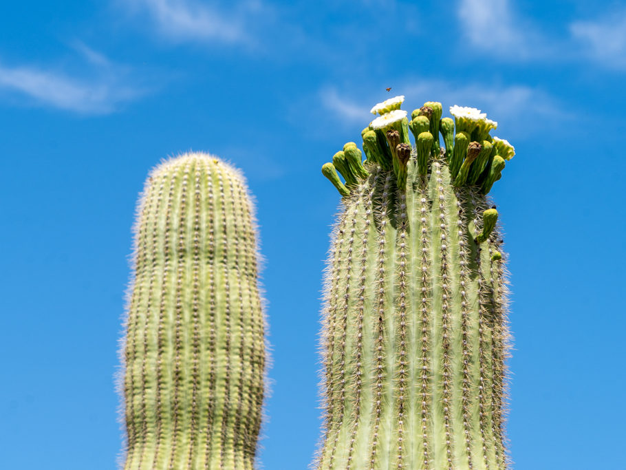 Saguaro Kaktus Blüten: Sie öffnen sich am Abend nach Sonnenuntergang und verblühen bis zum nächsten Mittag