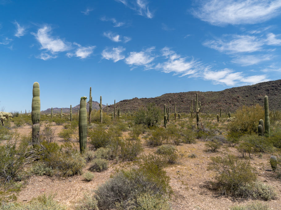 Blühender Saguaro im Organ Pipe Cactus National Monument, Arizona