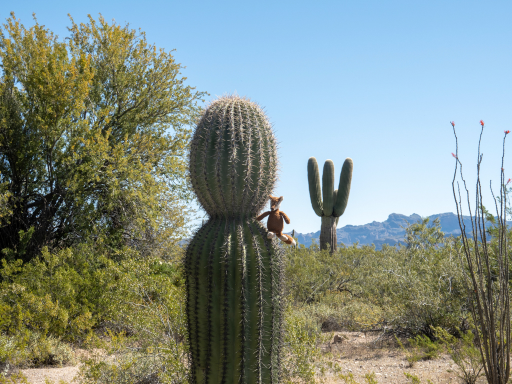 Mo im Organ Pipe Cactus National Monument, Arizona