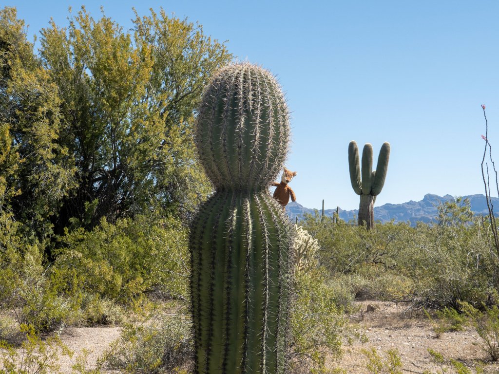 Mo im Organ Pipe Cactus National Monument, Arizona