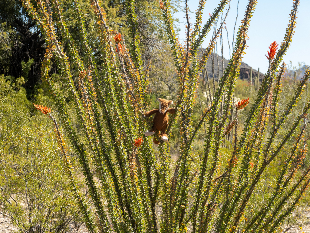 Mo in einem filigranen, blühenden Ocotillo im Organ Pipe Cactus National Monument, Arizona