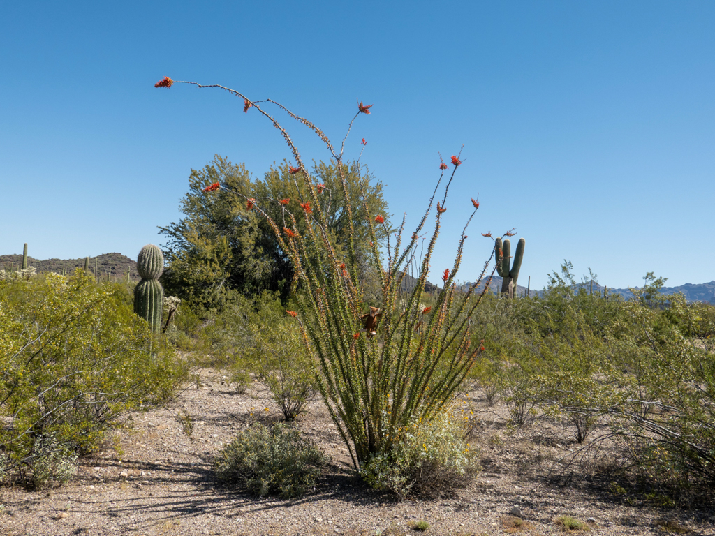 Mo in einem filigranen, blühenden Ocotillo im Organ Pipe Cactus National Monument, Arizona