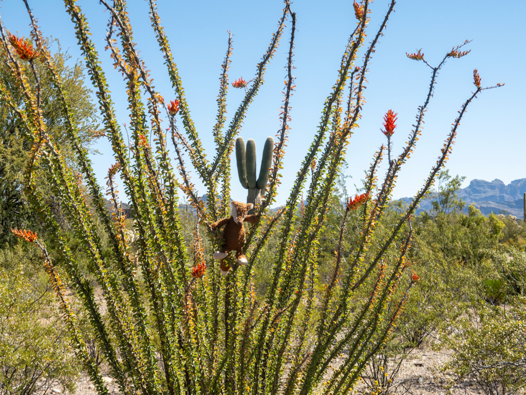 Mo in einem filigranen, blühenden Ocotillo im Organ Pipe Cactus National Monument, Arizona