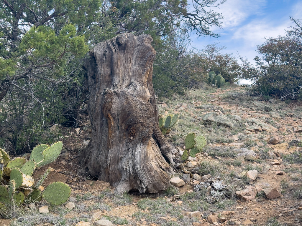 Alter Zwirbel Holunderbaum Stamm am Rand des Weges auf dem Trail um Prescott