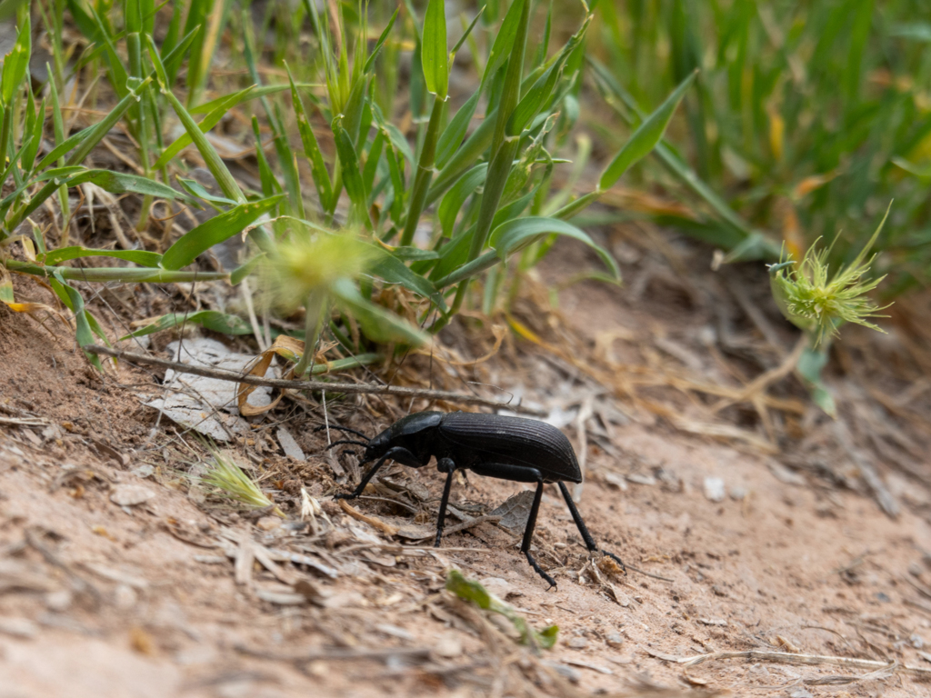 Kleiner schwarzer Hirschhornkäfer auf dem Weg am Verde River in Greenway