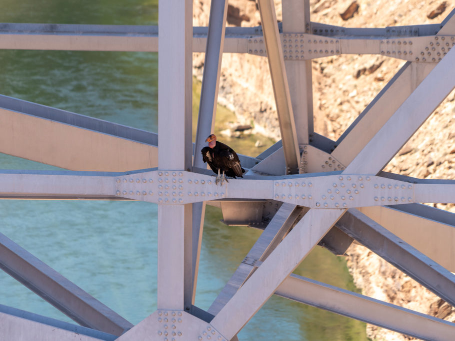 Ein Kondor in der Verstrebung unter der Autobrücke über den Grand Canyon