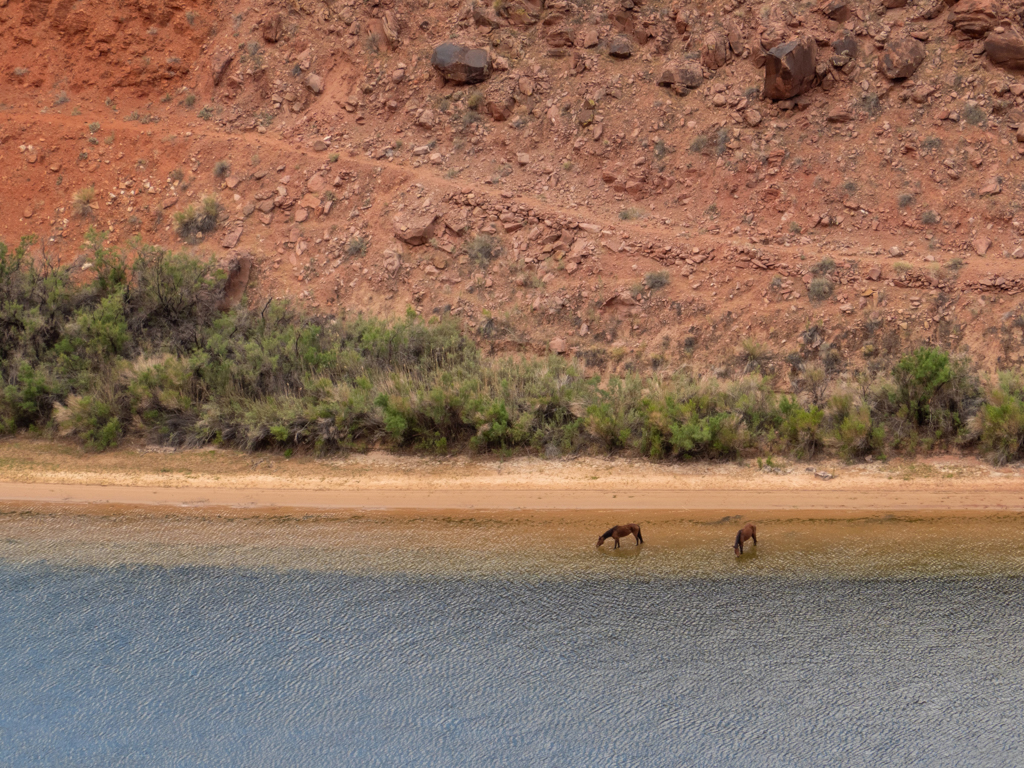 Zwei wilde Mustangs saufen am Ufer des Glen Canyon