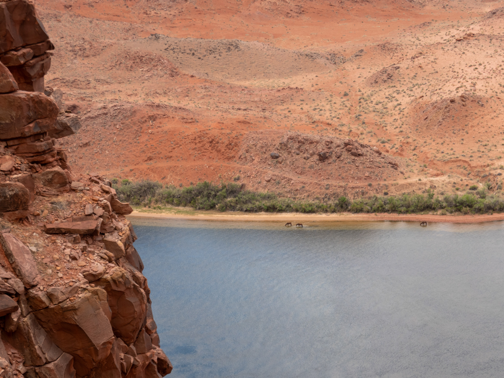 drei wilde Mustangs saufen am Ufer des Glen Canyon