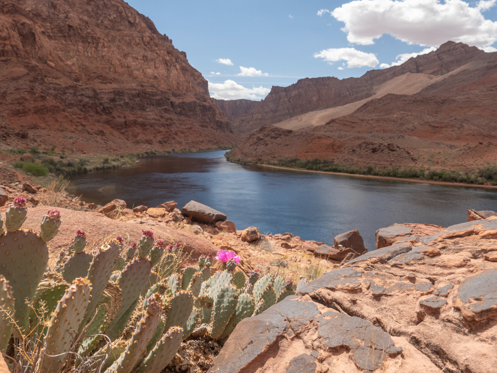 der ruhig dahin fliessende Glen Canyon vom Spencer Trail aus gesehen. Vorne ein blühender Punzia Kaktus