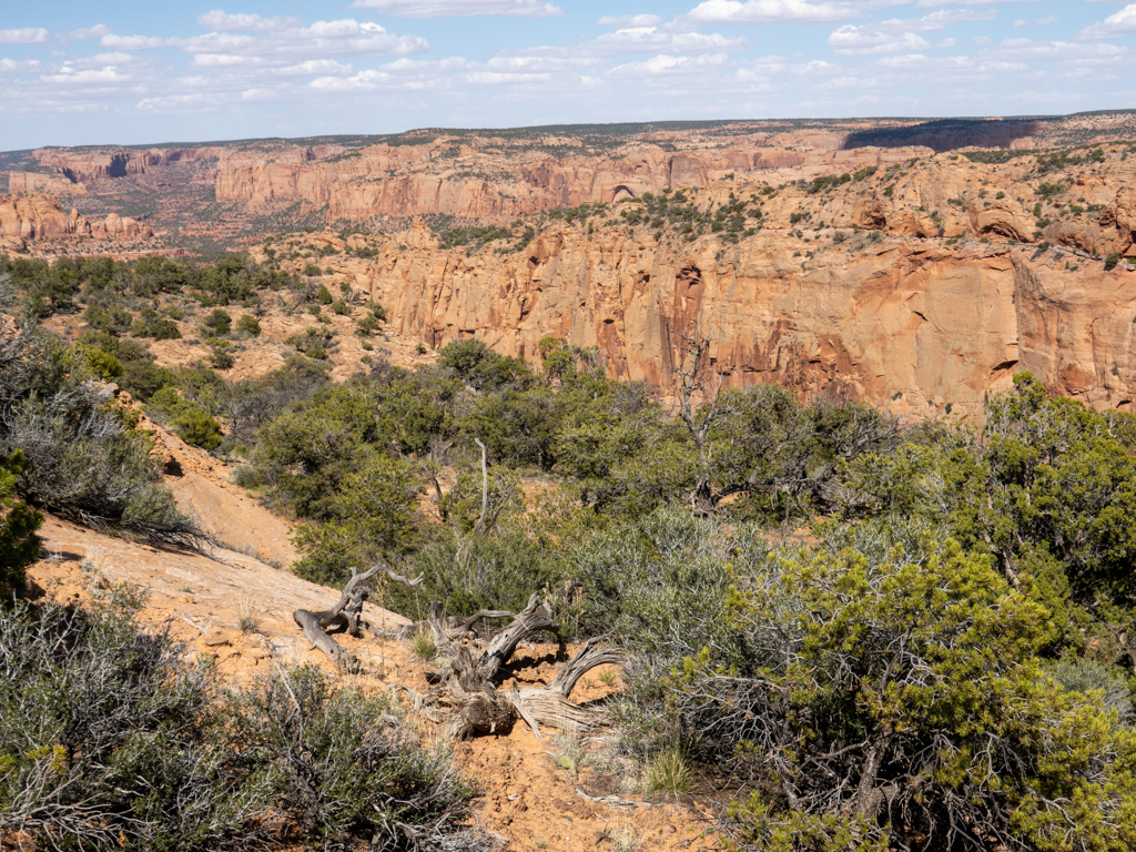 der beeindruckende Canyonrand bei den Natural Bridges, hier wachsen wilde Holundersträucher