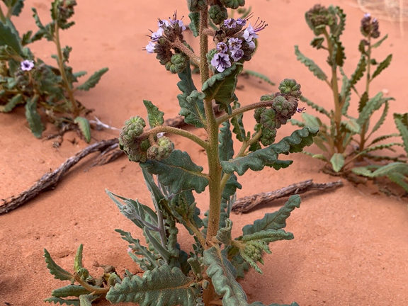 Phacelia integrifolia