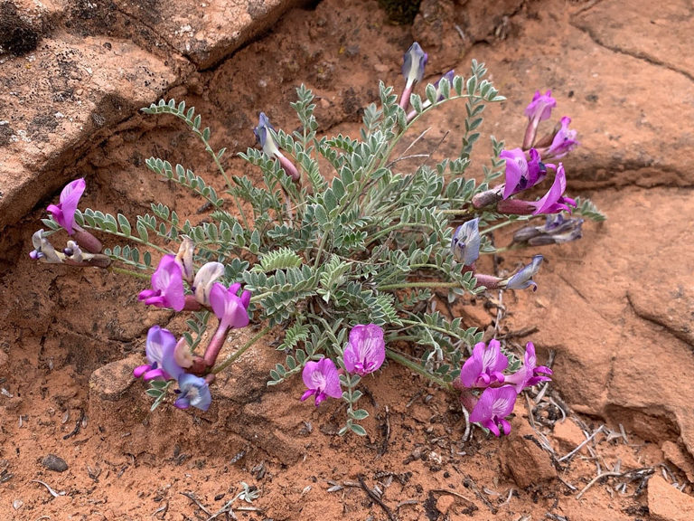 Astragalus mollissimus