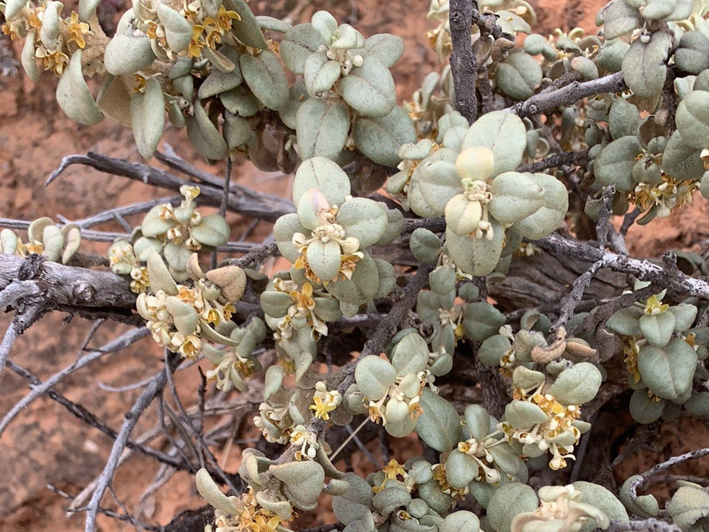 Shepherdia rotundifolia