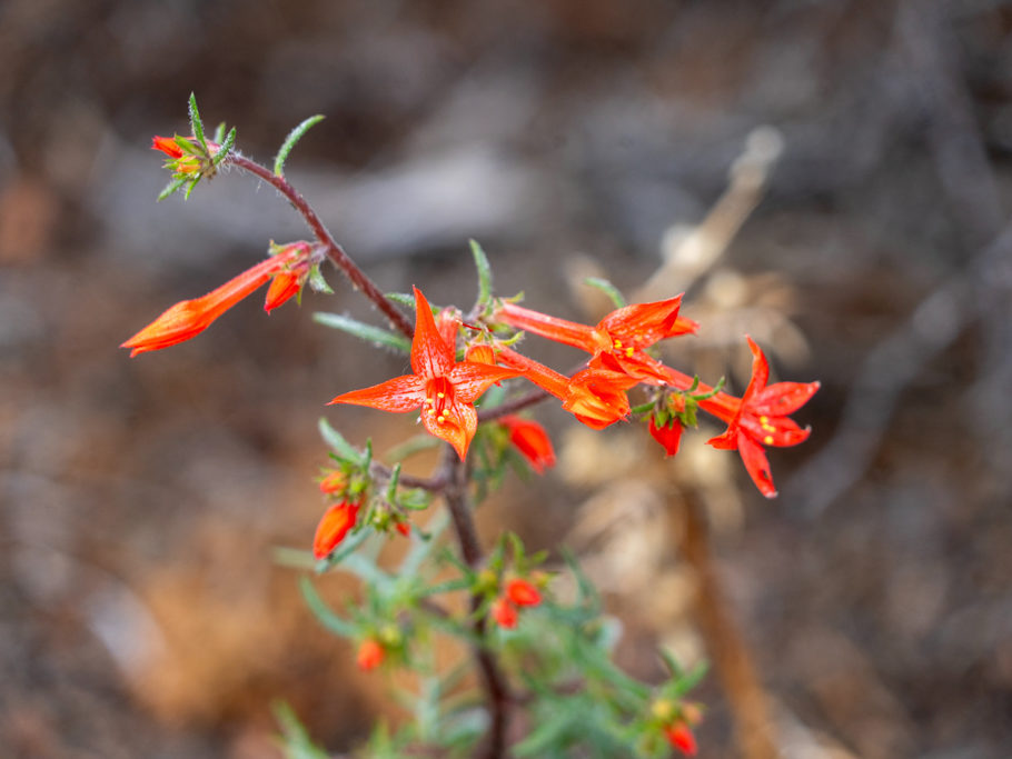Ipomopsis aggregata