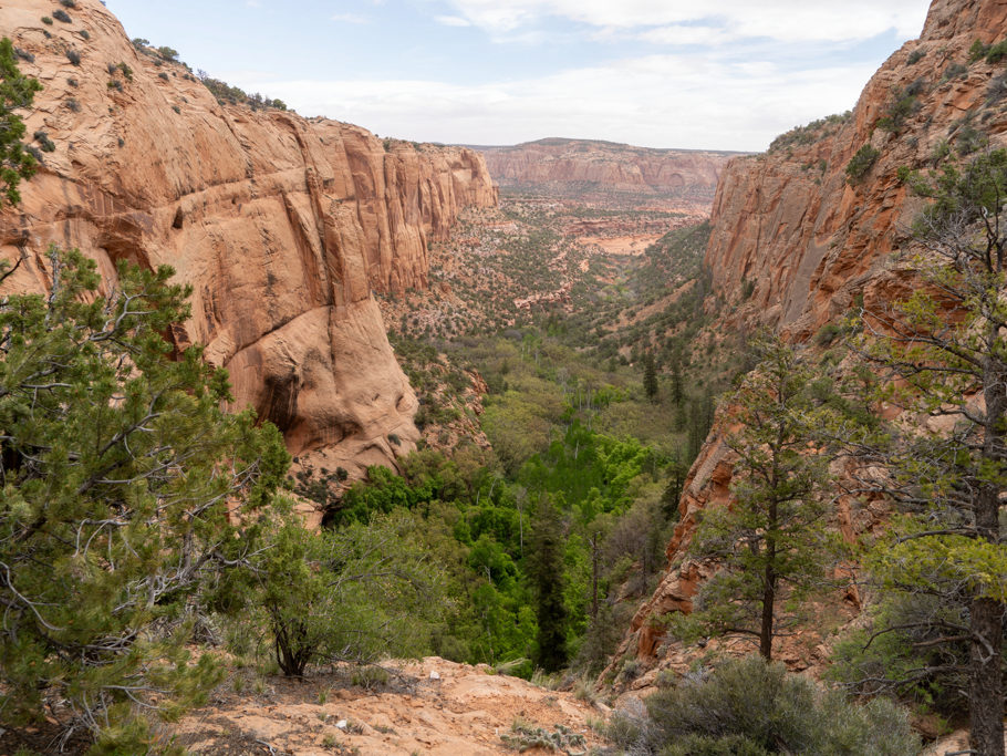 Am Grund des Canyon gibt es genügend Wasser so dass es grünt und blüht