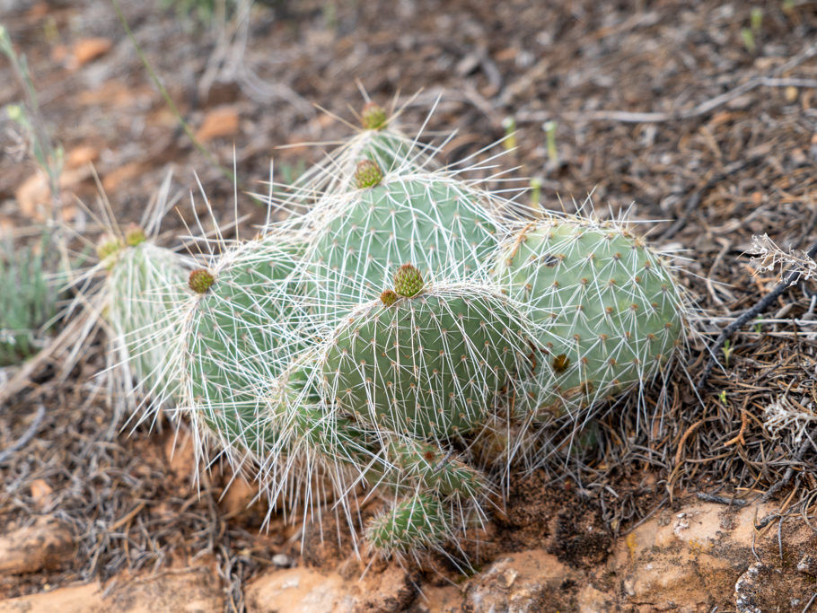 Plains Pricklypear - Opuntia polyacantha
