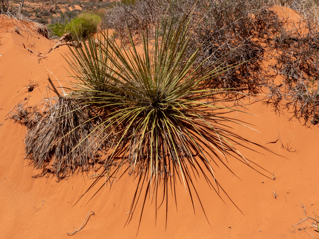 Schattenspiel im orangeroten Sand des Monument Valleys