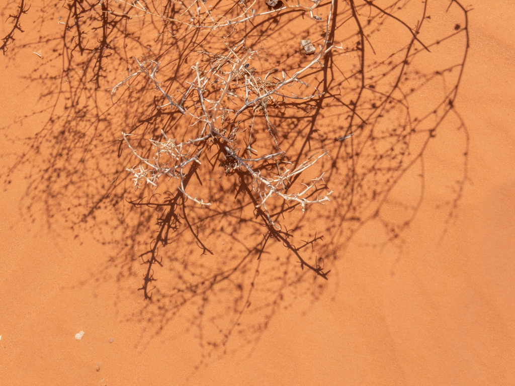 Stachliges Schattenspiel im orangeroten Sand des Monument Valleys