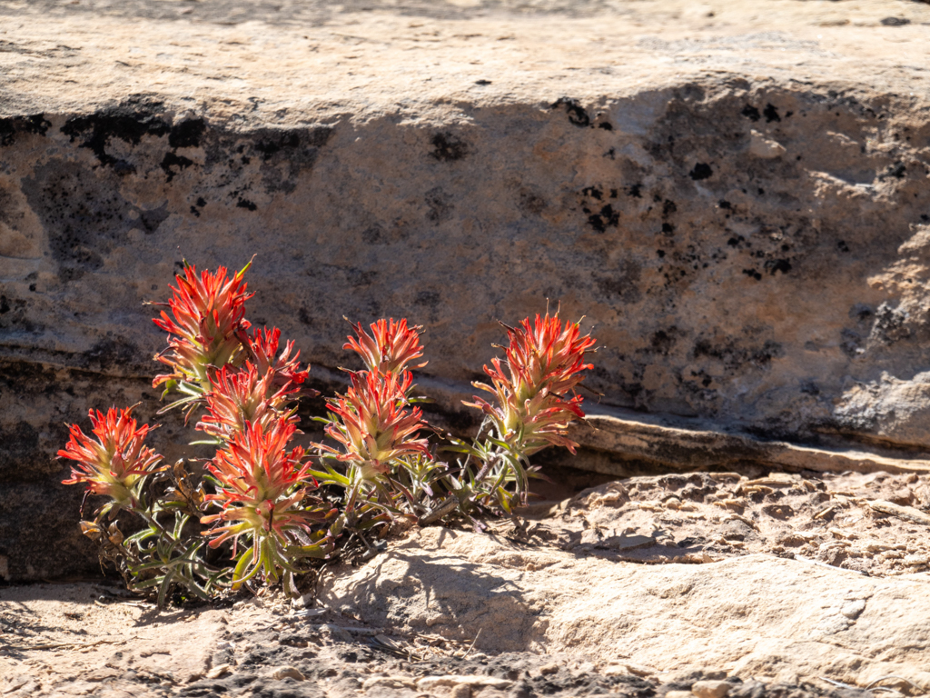 Indian Paintbrush