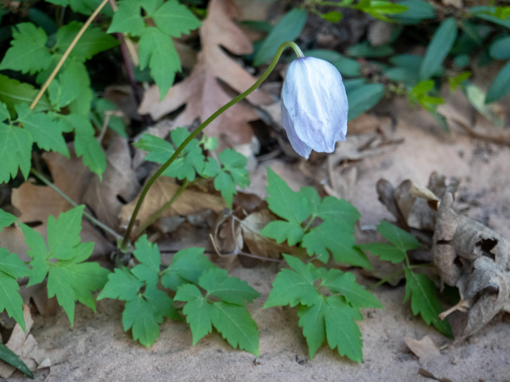 eine Clematis?