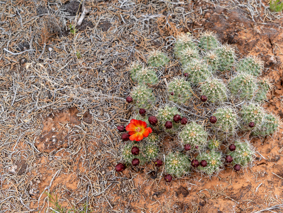 Echinocereus mojavensis