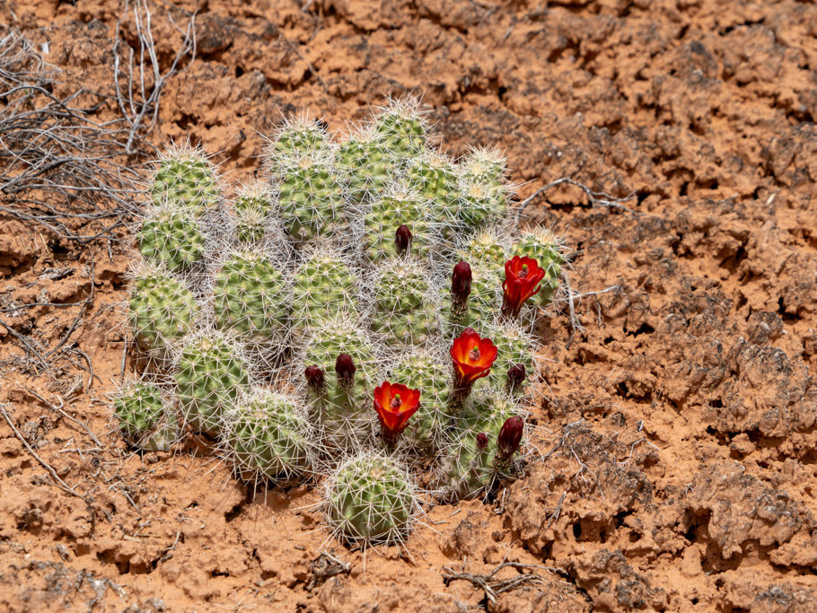 Echinocereus mojavensis