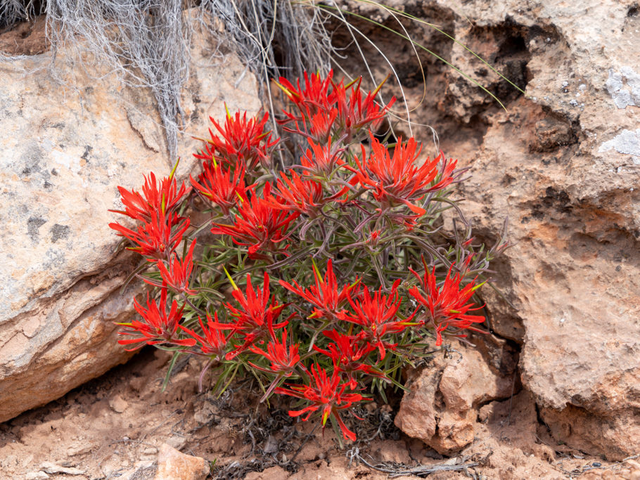 Indian Paintbrush - Castilleja