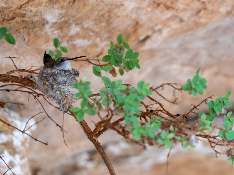 Ein winzig kleiner Kolibri mit seinem filigranen Nest an einem dünnen Zweig an einer schützenden Felswand im Canyon