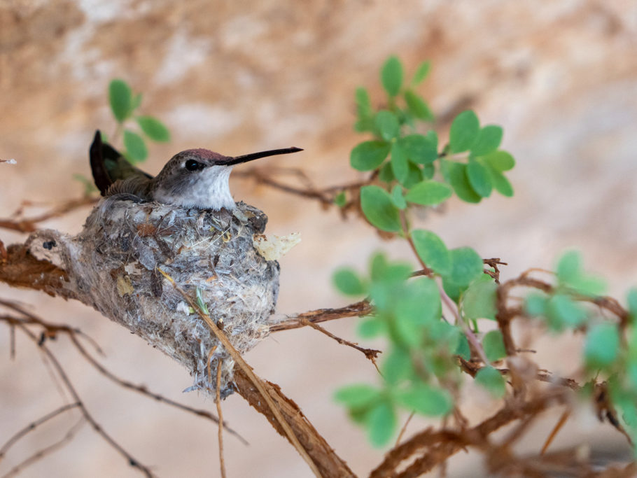 Ein winzig kleiner Kolibri mit seinem filigranen Nest an einem dünnen Zweig an einer schützenden Felswand im Canyon