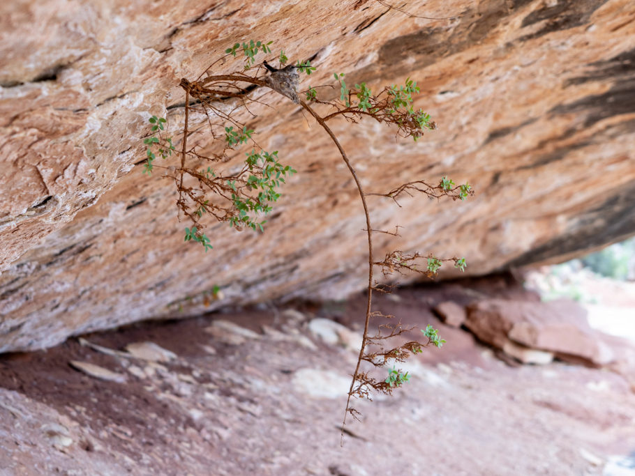 Vor lauter grosser Felsen und Gestein fast übersehen: Ein winzig kleiner Kolibri mit seinem filigranen Nest an einem dünnen Zweig.