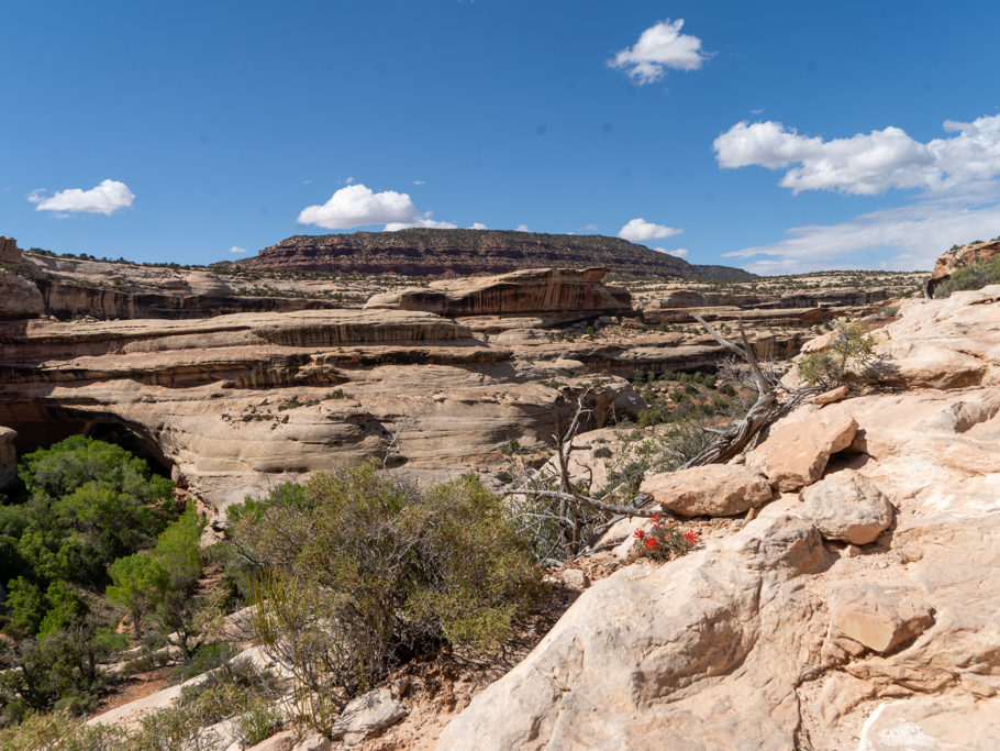Der Canyon. Ein Wirr Warr an Windungen, Treppen und versteckt eine weitere natural bridge