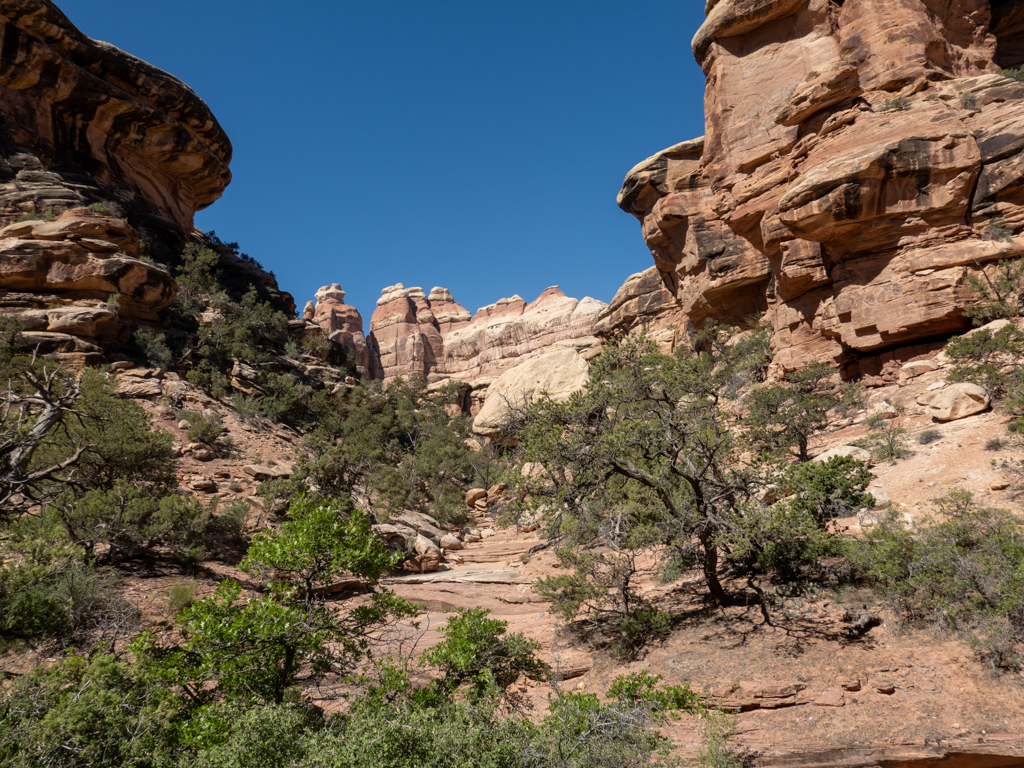 Ein steiniger wilder und doch grüner kleiner Canyon im Needles NP