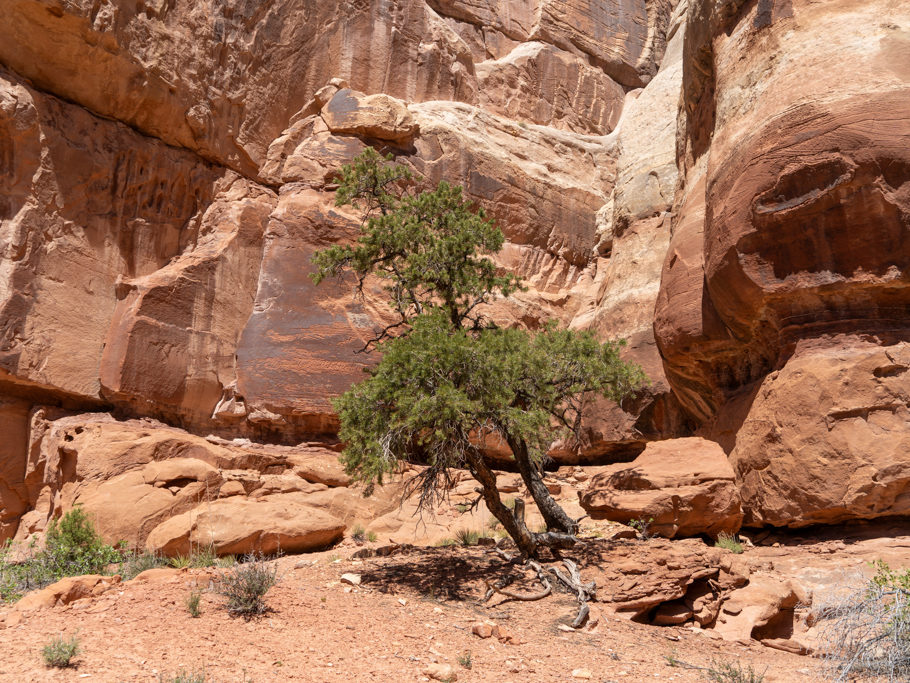 Ein einsamer Wacholderstamm zwischen all den wuchtigen Felsen im Needles NP