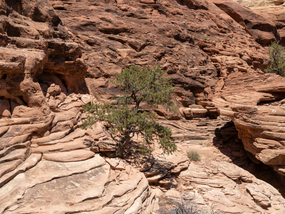 Ein einsamer Wacholderstamm zwischen all den wuchtigen Felsen im Needles NP